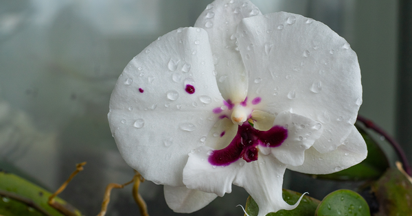 The Care and Maintenance of Orchids