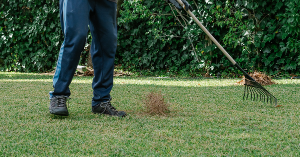 Dethatching and Aerating Your Lawn