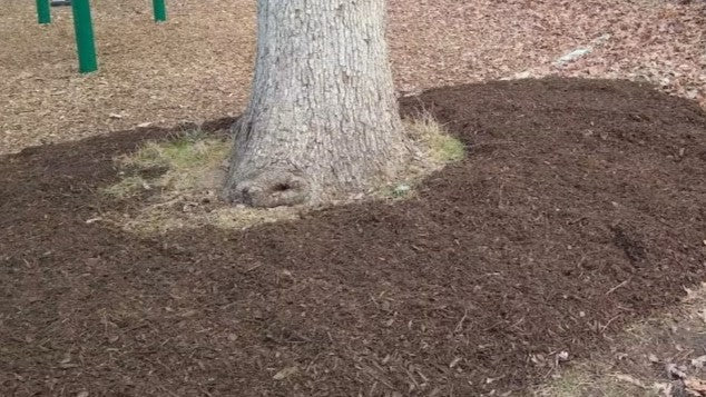 Drip Irrigation For Trees