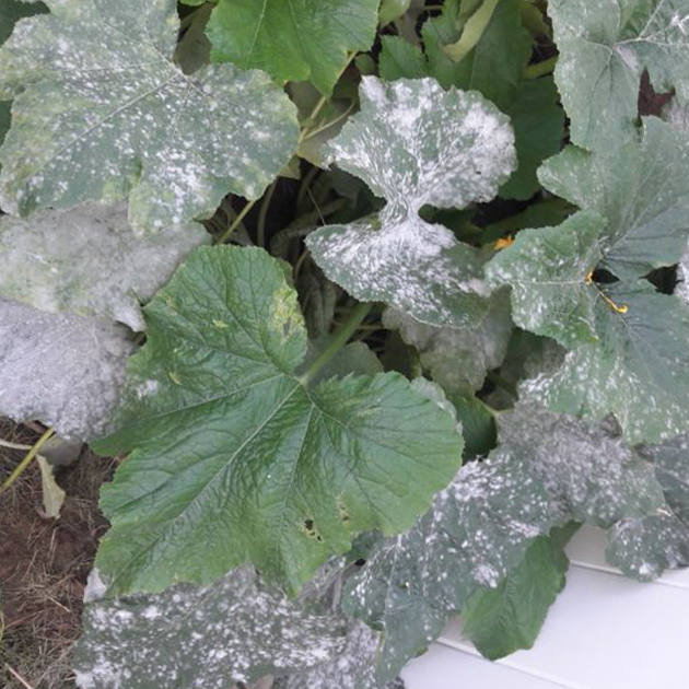 Mildew in My Garden!
