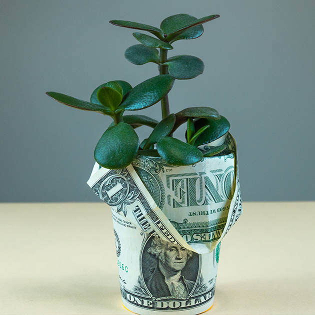 Green potted plant wrapped in dollar bills.