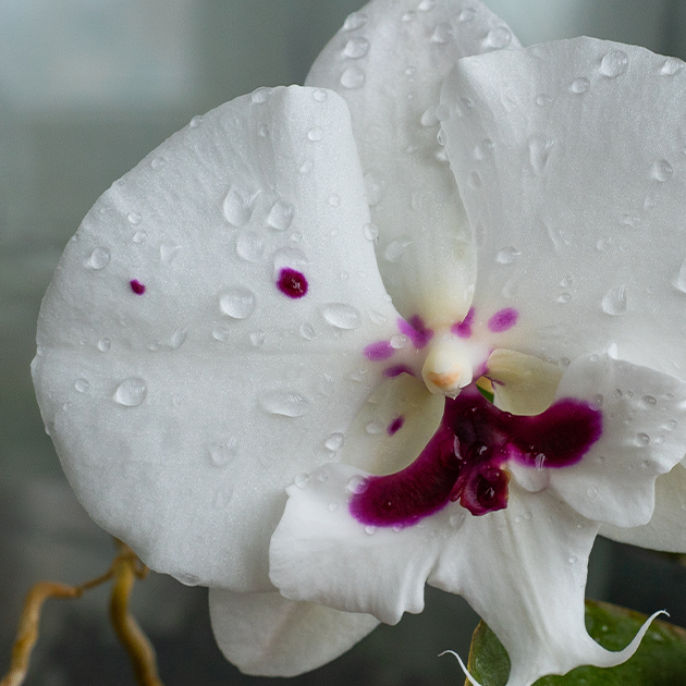 The Care and Maintenance of Orchids