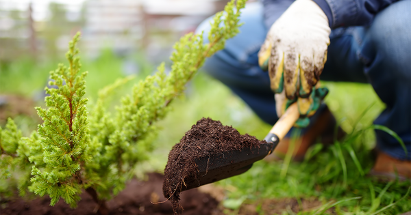 10 Things Gardeners Often Neglect