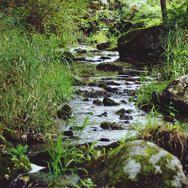 A Day In The Life: Korean Forest Healing Instructor