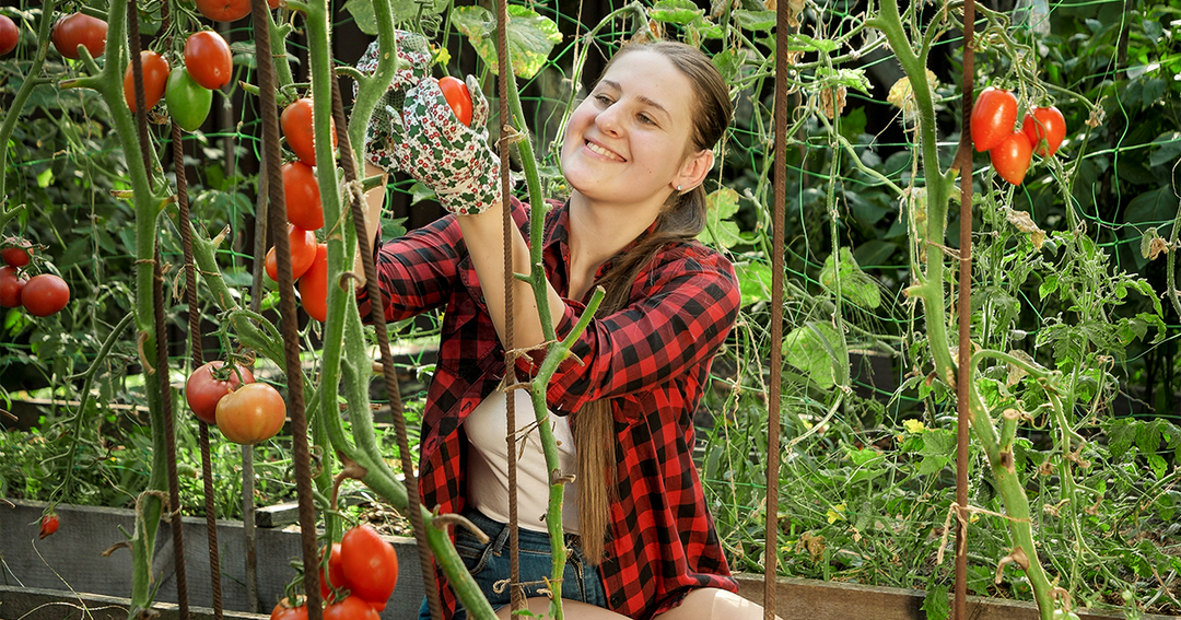 Tomato Varieties Demystified