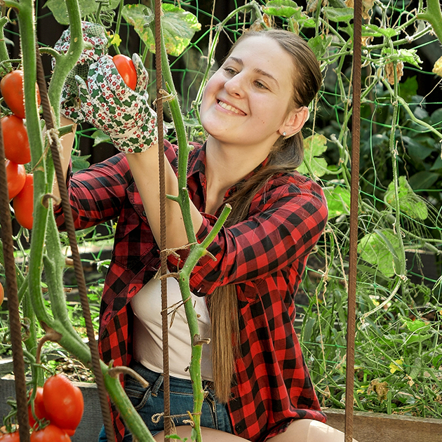 Tomato Varieties Demystified