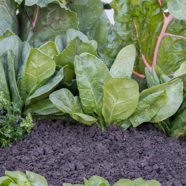 Starting Your Garden Indoors