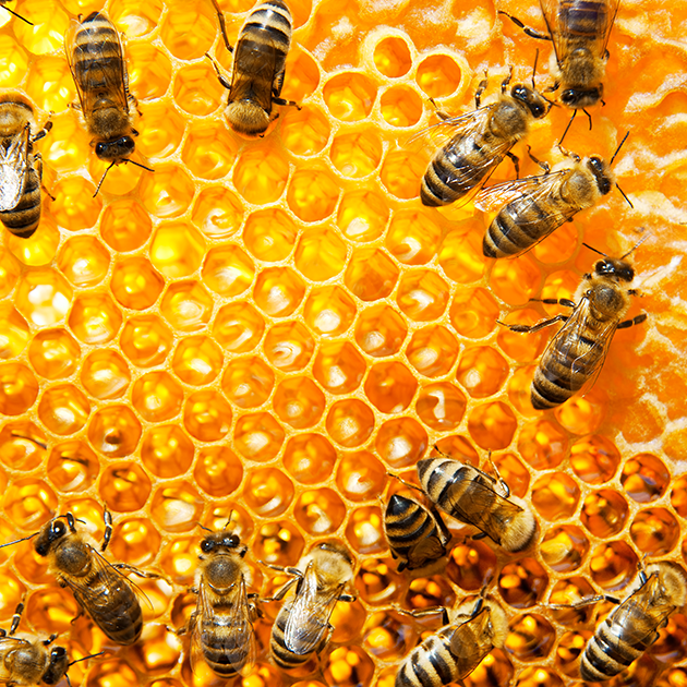 4 Simple Ways to Make Your Garden Bee-Friendly