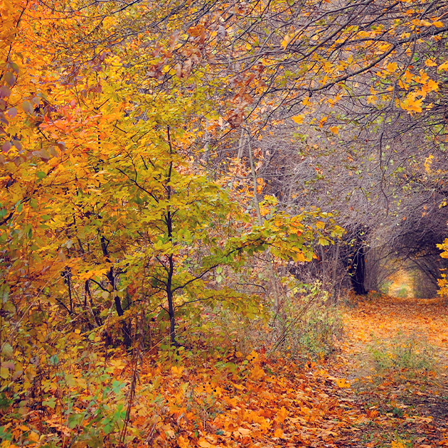 Fall Prep Series, Part 1: Around the Yard