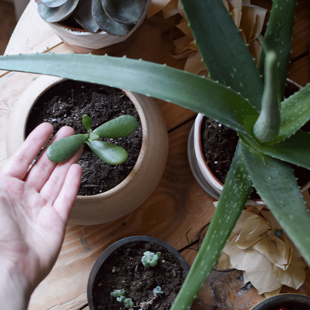 A variety of succulents that are ideal indoor use. 