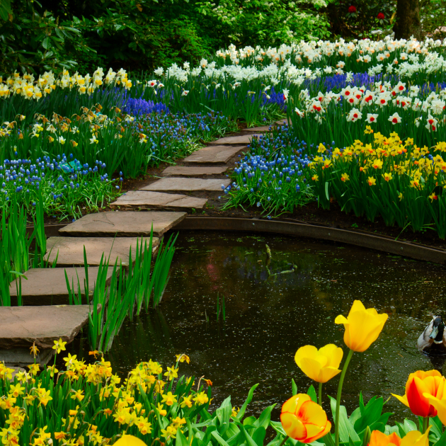 Colorful fresh tulips, flowerbeds and stone path steps in a spring garden.
