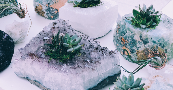 Plants Are the New Healing Crystals