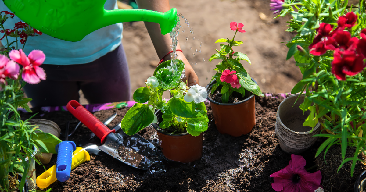 Outdoor plants being watered. 