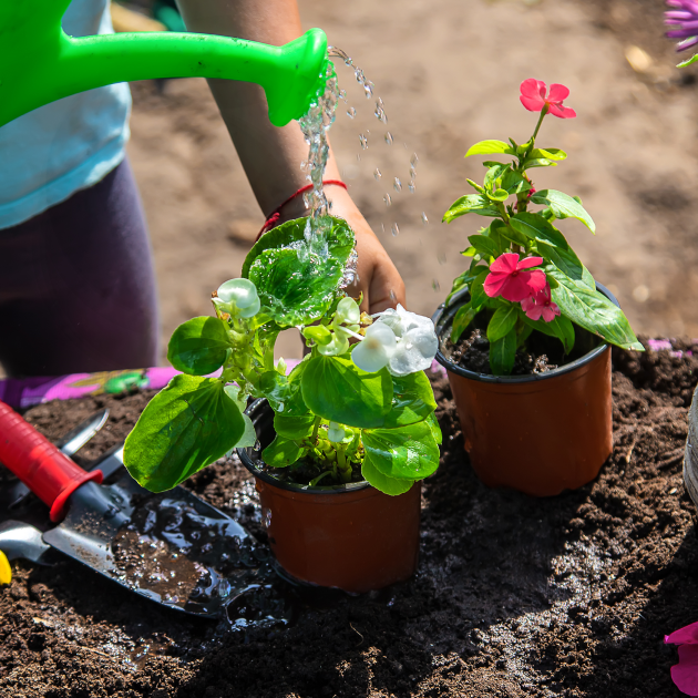 Outdoor plants being watered. 