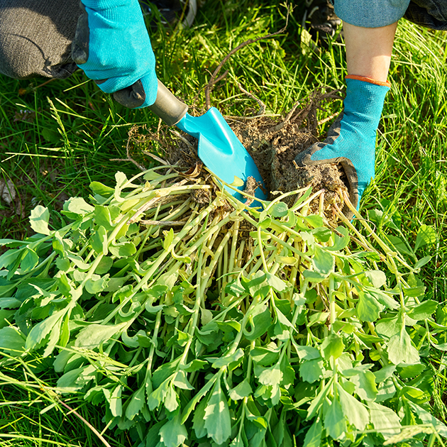 Controlling Weeds in Your Lawn