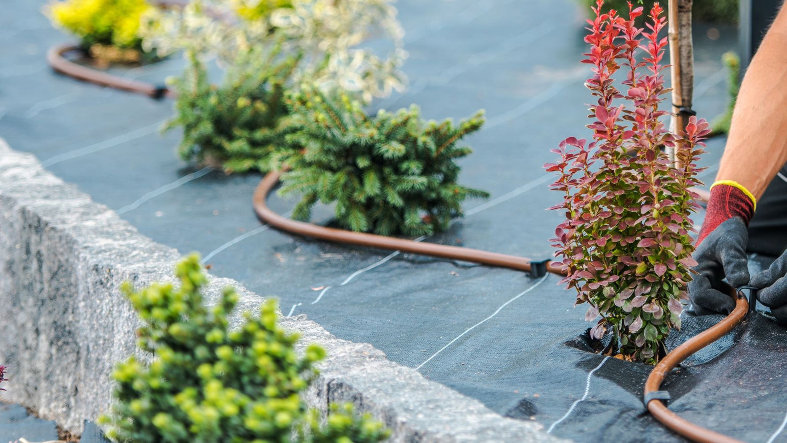 What is the downside of using a drip irrigation system