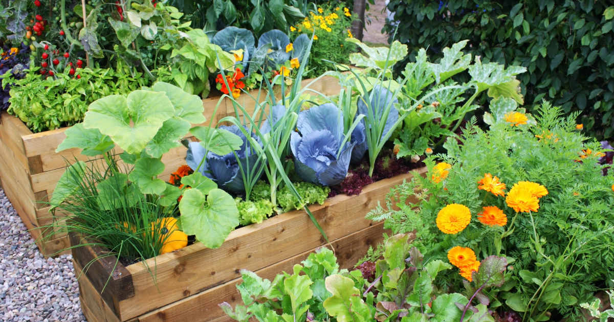Summer Vegetable Garden Watering: Why Consistency Matters More Than Technique