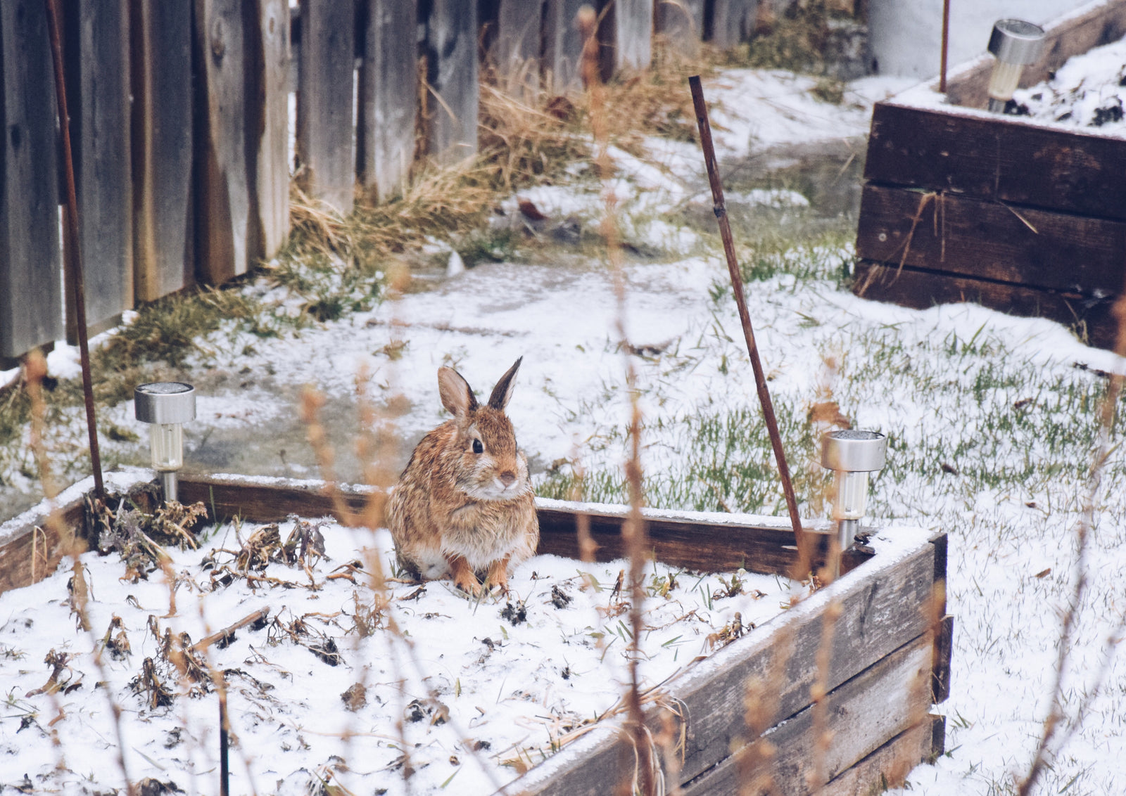 Bunny in winter garden