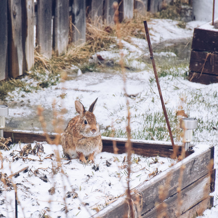 Bunny in winter garden