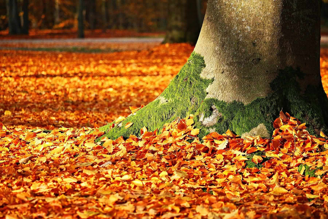 Better Gardening: How to Compost Autumn Leaves