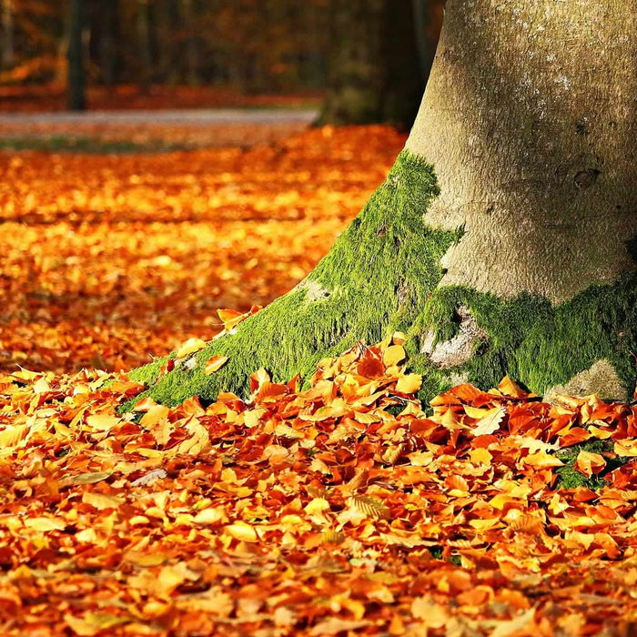 Better Gardening: How to Compost Autumn Leaves