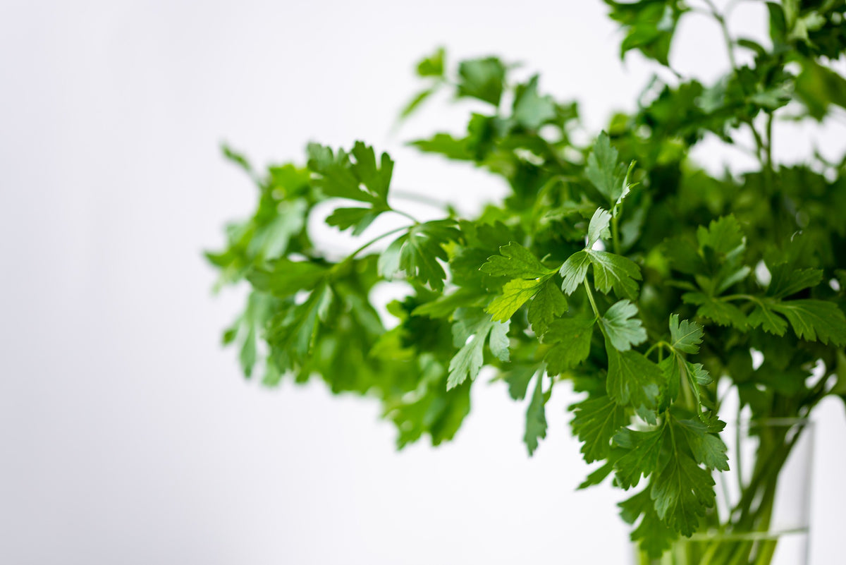Parsley in vase with water.