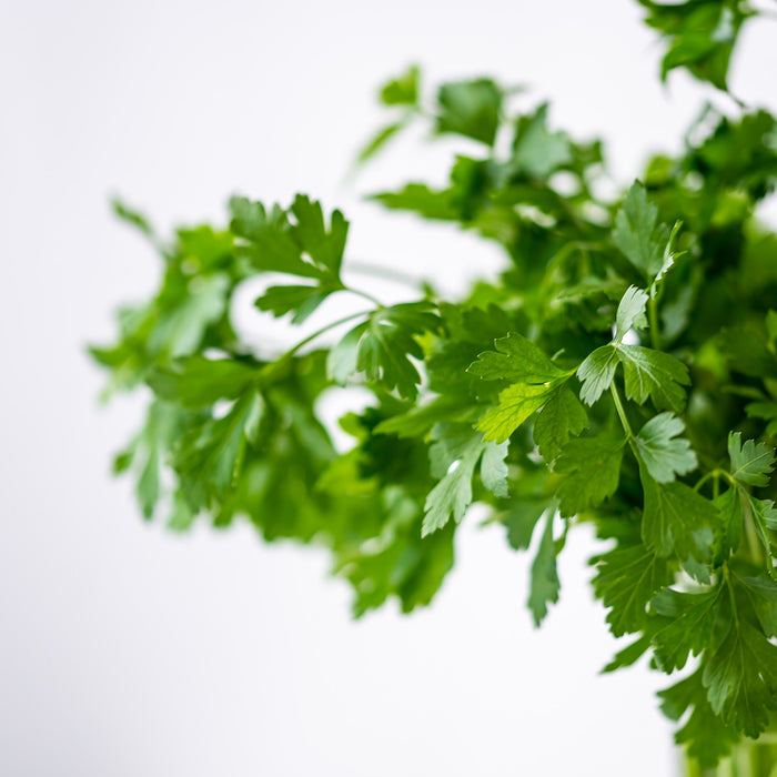 Parsley in vase with water.