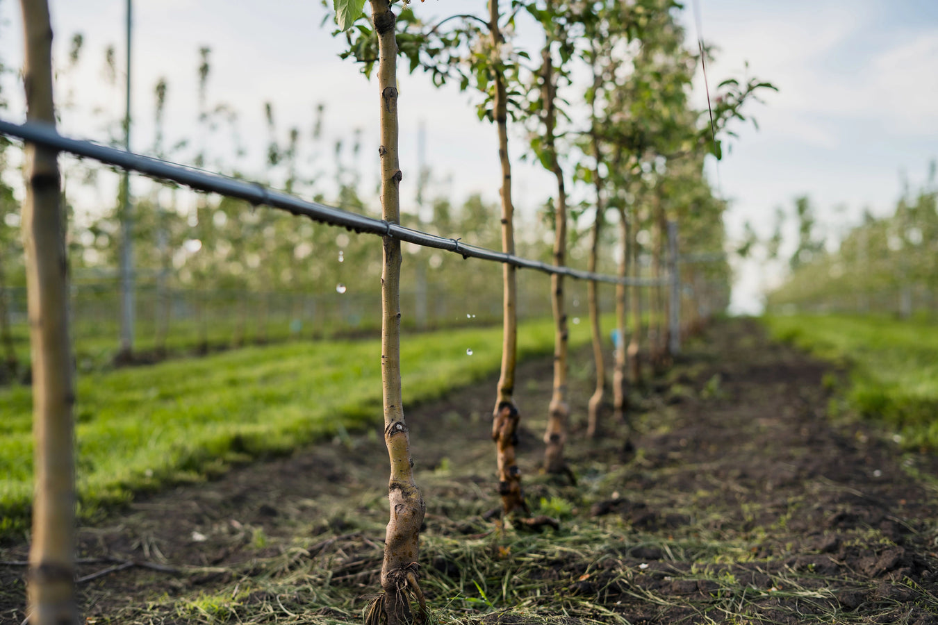 Drip Irrigation Kits