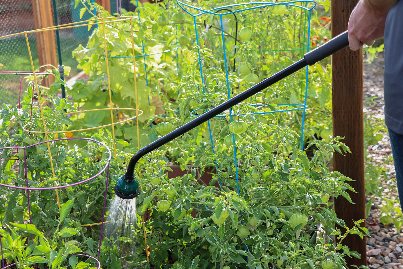36-inch 9-pattern shut-off lever wand watering tomato plants.