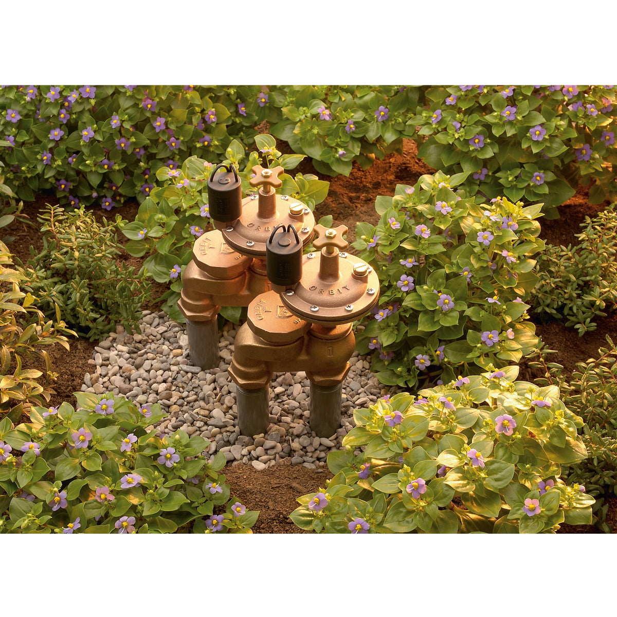 Three brass fire hydrants arranged in a cluster on a bed of small gray stones, surrounded by green garden plants with small purple flowers.