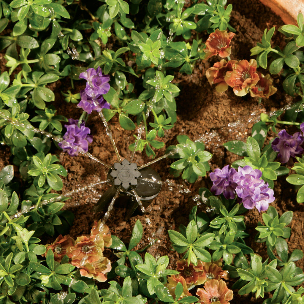 Close-up of a potted plant with green leaves and purple flowers on a wooden surface.