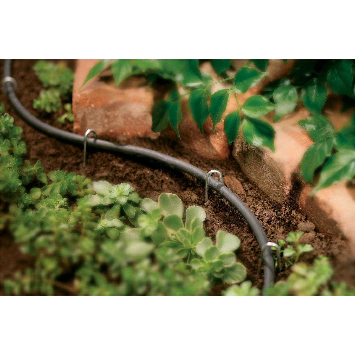 Tubería de distribución ciega para riego por goteo de 1/4" x 50', color negro | 67300