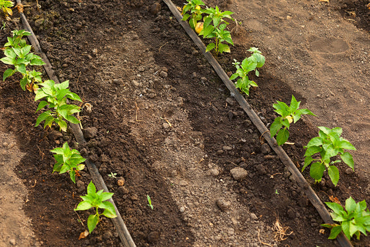 Drip irrigation system displayed in garden. 